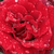 Vörös - Teahibrid rózsa - Barkarole®